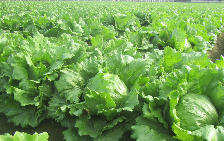 保證責任雲林縣新湖合作農場